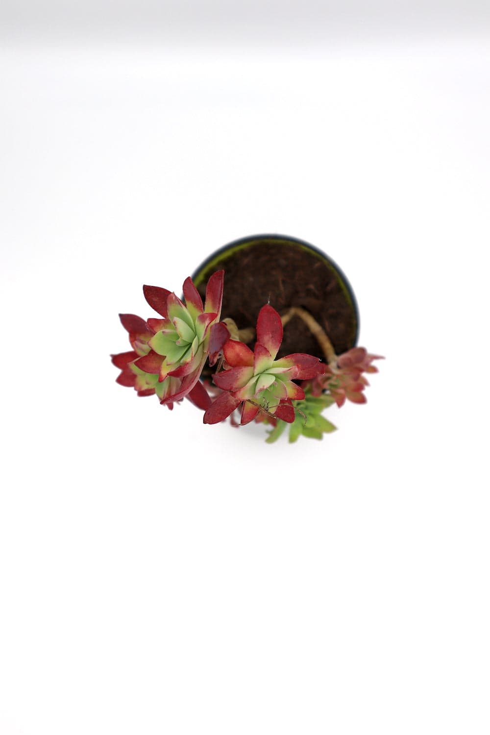 rePlant Setzling-Set, Ansicht 6